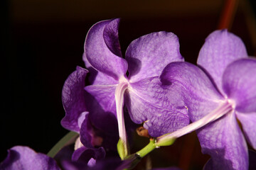 Beautiful spring flowers in the garden on a sunny summer day, Lodz, Poland.
