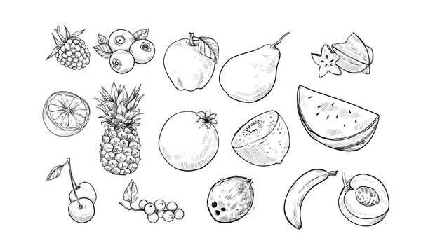 Tropical Fruits Handdrawn Illustration