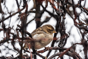 a gray sparrow sits on a bush branch on a winter day