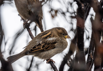 a gray sparrow sits on a bush branch on a winter day