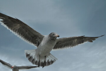 seagulls in freedom