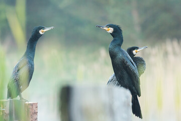 pack of cormorants, phalacrocorax carbo