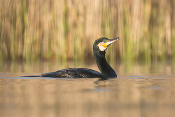 cormorant in water, phalacrocorax carbo