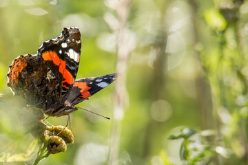butterfly on a flower with bokeh background