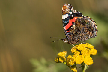 butterfly on a flower, profile
