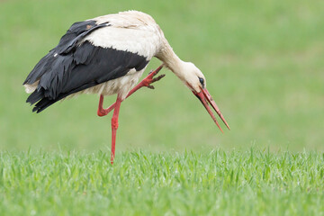 white stork in the grass