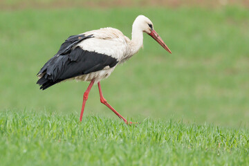 white stork ciconia