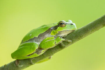 green tree frog with light backround