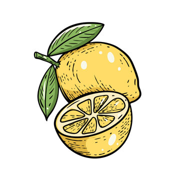 recommend clip art: Hand drawn lemon fruit colorful engraving style vector art illustration.