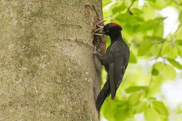 black woodpecker with chicks, drycopos martius