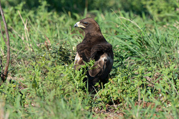 Aigle des steppes,.Aquila nipalensis, Steppe Eagle
