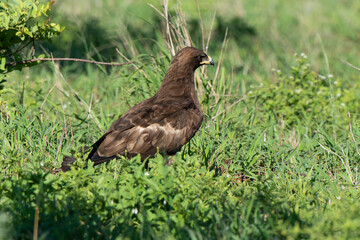 Aigle des steppes,.Aquila nipalensis, Steppe Eagle