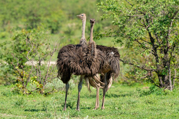 Autruche d'Afrique, femelle,.Struthio camelus, Common Ostrich, Afrique du Sud