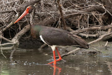 Cigogne noire,.Ciconia nigra, Black Stork