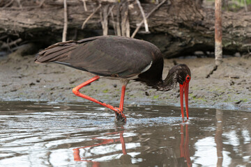 Cigogne noire,.Ciconia nigra, Black Stork