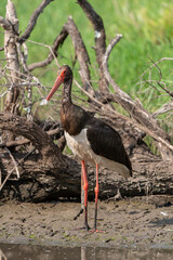Cigogne noire,.Ciconia nigra, Black Stork
