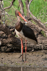 Cigogne noire,.Ciconia nigra, Black Stork