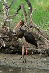 Cigogne noire,.Ciconia nigra, Black Stork