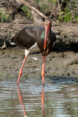 Cigogne noire,.Ciconia nigra, Black Stork