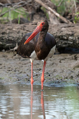 Cigogne noire,.Ciconia nigra, Black Stork