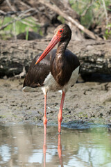 Cigogne noire,.Ciconia nigra, Black Stork