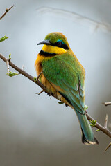 Guêpier nain,.Merops pusillus, Little Bee eater