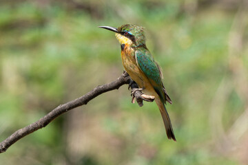 Guêpier nain,.Merops pusillus, Little Bee eater