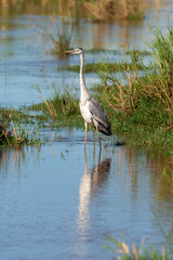 Héron cendré, Ardea cinerea, Grey Heron