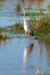 Héron cendré, Ardea cinerea, Grey Heron
