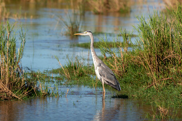 Héron cendré, Ardea cinerea, Grey Heron