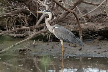 Héron cendré, Ardea cinerea, Grey Heron