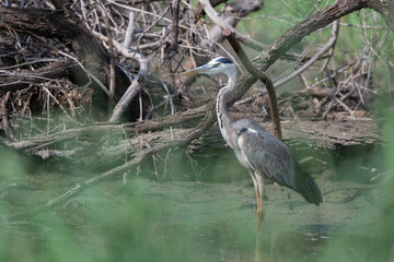 Héron cendré, Ardea cinerea, Grey Heron