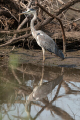 Héron cendré, Ardea cinerea, Grey Heron