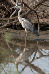 Héron cendré, Ardea cinerea, Grey Heron