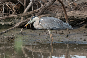Héron cendré, Ardea cinerea, Grey Heron