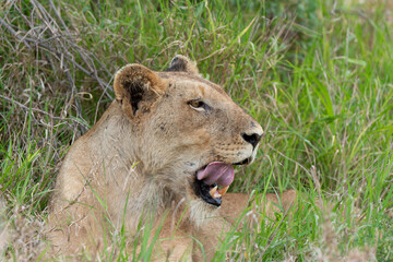 Fototapeta na wymiar lion, femelle, lionne, Panthera leo, Afrique