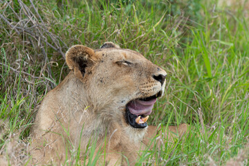 lion, femelle, lionne, Panthera leo, Afrique