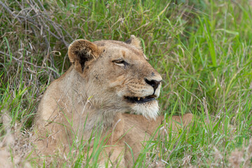 Naklejka na ściany i meble lion, femelle, lionne, Panthera leo, Afrique