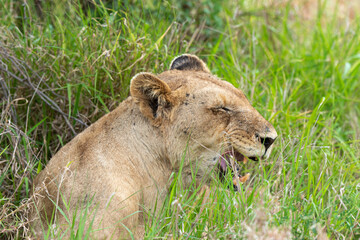 lion, femelle, lionne, Panthera leo, Afrique