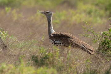 Outarde kori, Ardeotis kori, Kori Bustard, Afrique du Sud
