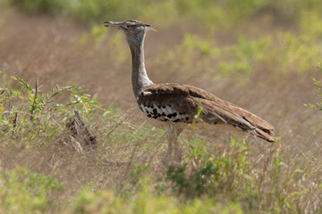 Outarde kori, Ardeotis kori, Kori Bustard, Afrique du Sud