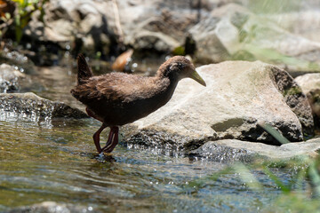 Râle à bec jaune, immature,.Amaurornis flavirostra, Black Crake