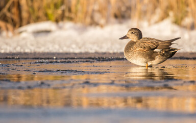 duck in winter, mareca strepera, gadwall 