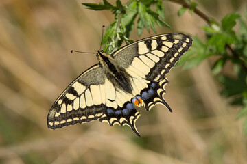 paź królowej, papilio machaon,  macro