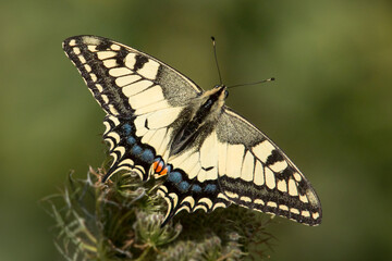 swallowtail
