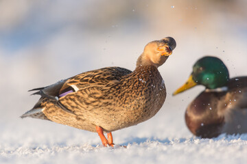 female mallard duck in the snow