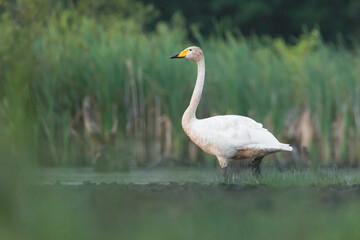 swan, cygnys cygnus