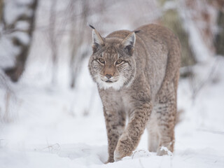 Fototapeta premium lynx in snow