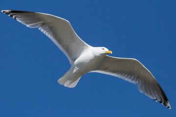 seagull in the sky