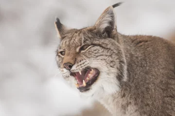 Outdoor kussens portrait of a lynx © LIMARIO